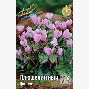 ЦИКЛАМЕН ПЛЮЩЕЛИСТНЫЙ