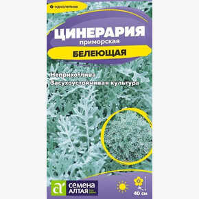 Цинерария Белеющая/Семена Алтая/цп 0,05 гр