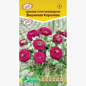 Цинния ВИШНЕВАЯ КОРОЛЕВА (0,3 гр)/ Евросемена