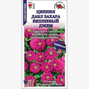 Цинния Дабл Захара Вишневый Джем /Сотка/ 5 шт
