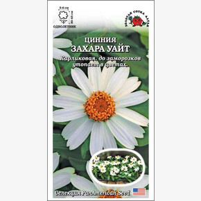 Цинния Захара Уайт /Сотка/ 5шт