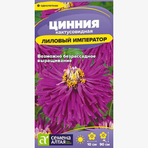 Цинния Лиловый Император кактусовидная/ Семена Алтая 0,2 гр.