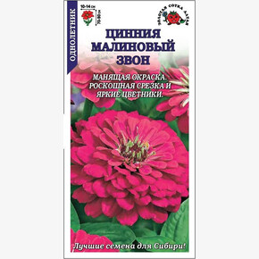 Цинния Малиновый звон/ Сотка