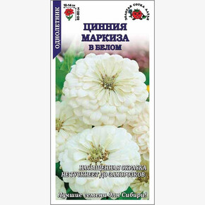 Цинния Маркиза в Белом/ Сотка