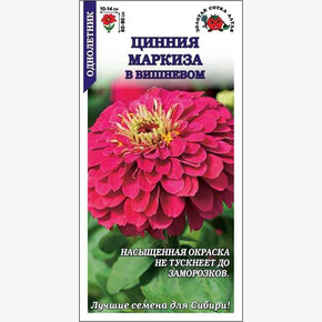 Цинния Маркиза в вишневом/ Сотка