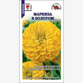 Цинния Маркиза в Золотом/ Сотка