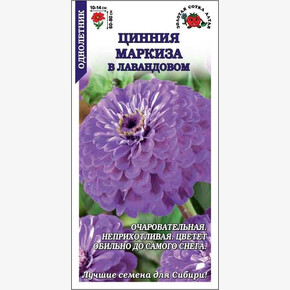 Цинния Маркиза в лавандовом/ Сотка