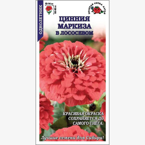 Цинния Маркиза в Лососевом/ Сотка