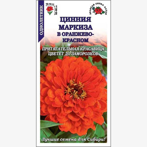 Цинния Маркиза в оранжево-красном/ Сотка