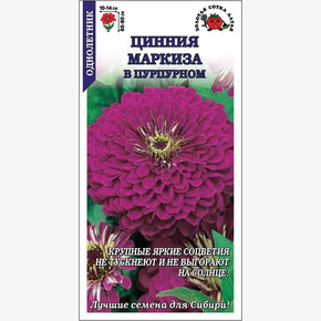 Цинния Маркиза в пурпурном/ Сотка