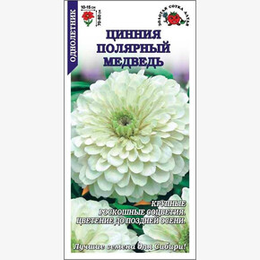 Цинния Полярный медведь/ Сотка