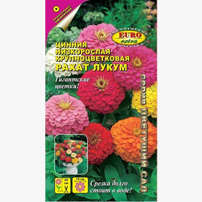 Цинния Рахат Лукум/ Аэлита