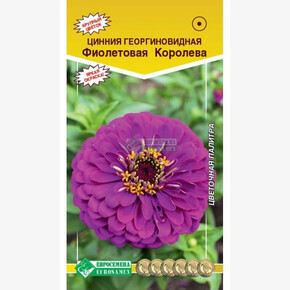 Цинния ФИОЛЕТОВАЯ КОРОЛЕВА ( 0,3 гр)/ Евросемена