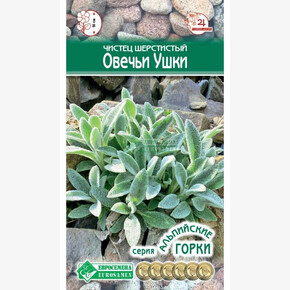 Чистец Овечьи Ушки/ Евросемена