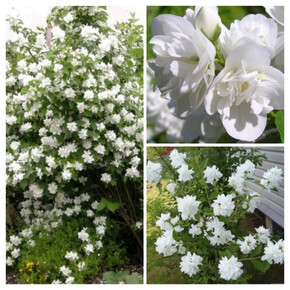 чубушник венечный ПОМПОН кассета/черенок/шт