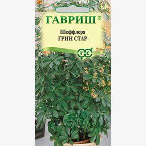 Шефлера Грин Стар /Гавриш
