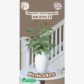 Эвкалипт МЮРРЕЙ тополевидный 3 шт/ Евросемена