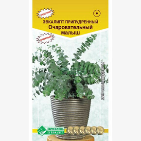 Эвкалипт ОЧАРОВАТЕЛЬНЫЙ МАЛЫШ (3 шт)/ Евросемена