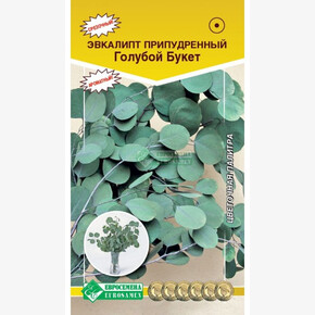 Эвкалипт припудренный Голубой Букет/ Евросемена