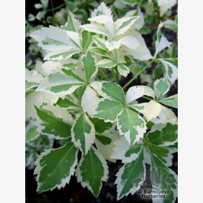 Элеутерокок Вариегатус P9