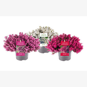 Эрика травяная Винтер Лейдиз (белая)