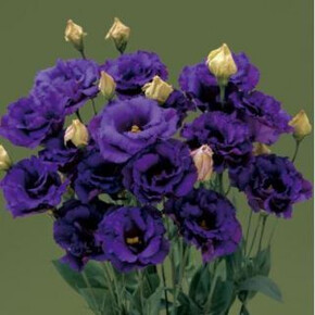 Эустома Корелли Blue III кассета/черенок/шт