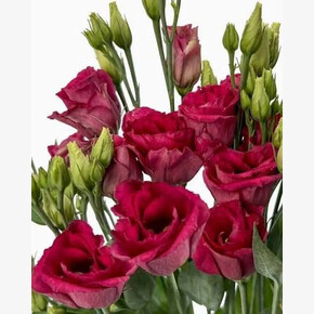 Эустома Arosa Red кассета/черенок/шт