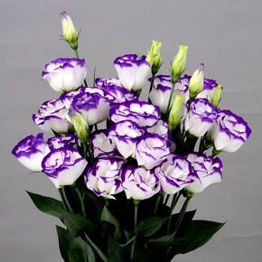 ЭУСТОМА AUBE BLUE PICOTEE кассета/черенок/шт