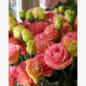 Эустома Aube Picotee Champаgne кассета/черенок/шт