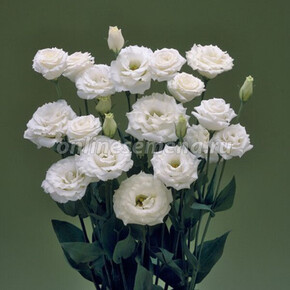 Эустома CORELLI II WHITE IMPR кассета/черенок/шт