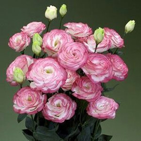 Эустома Pink Picotee кассета/черенок/шт