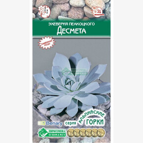 Эхеверия Пеакоцкого ДЕСМЕТА (5 шт)/ Евросемена