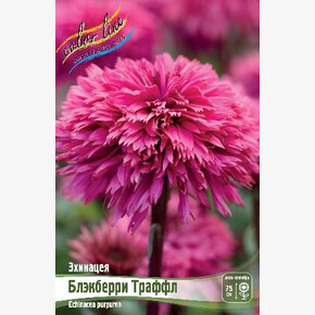 ЭХИНАЦЕЯ БЛЭКБЕРРИ ТРАФФЛ