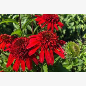 ЭХИНАЦЕЯ СВИТ ЧИЛИ