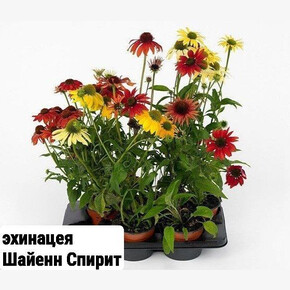 Эхинацея Echinacea Cheyenne Spirit