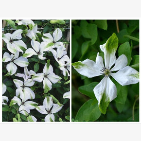 Клематис АЛЬБА ЛЮКСУРИАНС / ALBA LUXURIANS