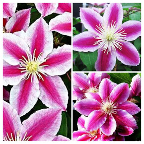 Клематис АНЖЕЛА ЗОНГ / Angela Zoang