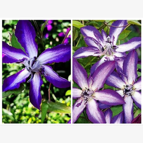 Клематис АСТРА НОВА / Astra Nova