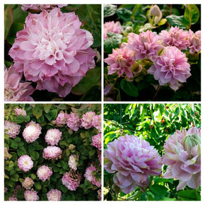 Клематис ДАНСИНГ СМАЙЛ / Dancing Smile