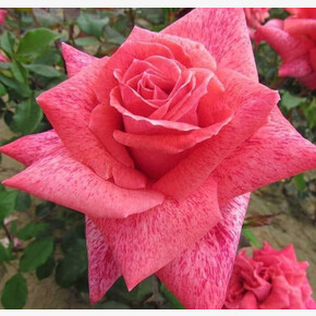 Роза Пьер Карден ЧГ