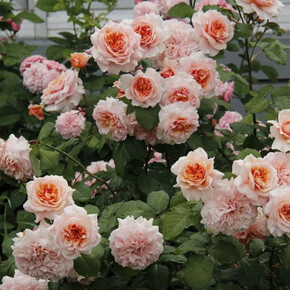 Роза Абрахам Дерби ОСТ