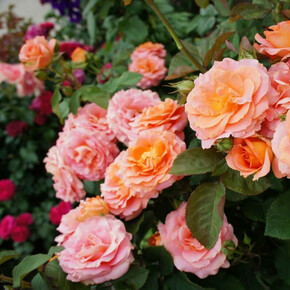 Роза Вивьен Вествуд ФЛ