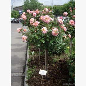 Роза АВГУСТА-ЛУИЗА