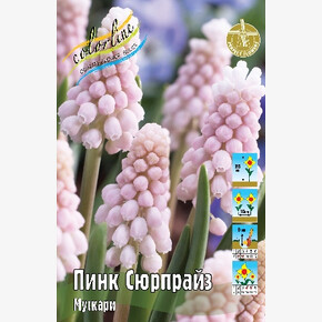 Мускари Пинк Сюрпрайз