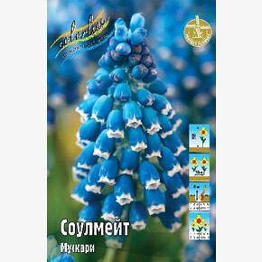 Мускари Соулмейт