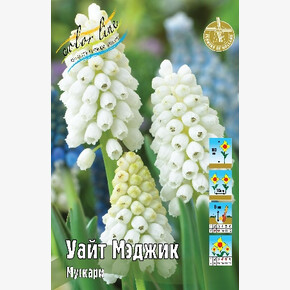 Мускари Уайт Мэджик