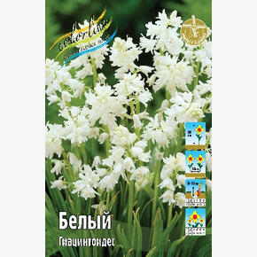 Гиацинтоидес Белый
