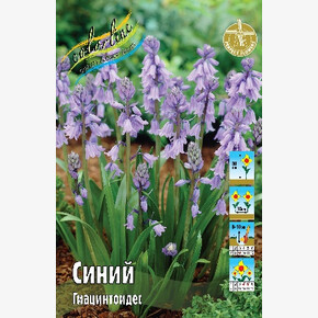 Гиацинтоидес Синий