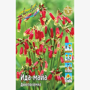 Дихелостемма Ида-майа
