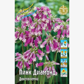 Дихелостемма Пинк Диамонд